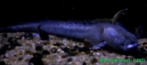 Barbeled Dragonfish