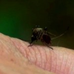 nyamuk menyukai manusia