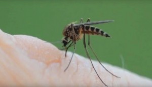 bekas gigitan nyamuk