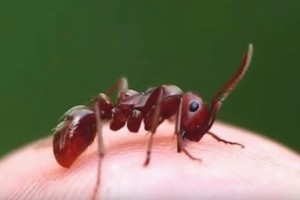 mengatasi gigitan semut