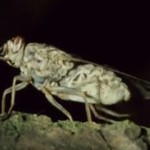 gambar serangga