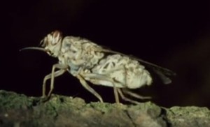 gambar serangga