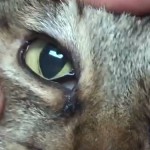 infeksi mata pada kucing