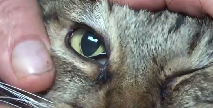 infeksi mata pada kucing