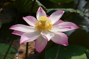 arti bunga lotus