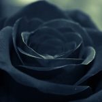 arti mawar hitam