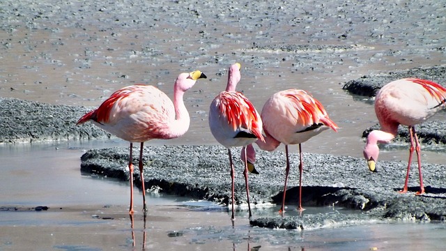 Andes Flamingo