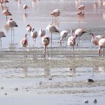 Flamingo greater