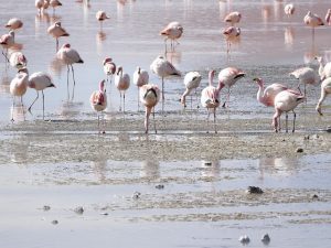 Flamingo greater