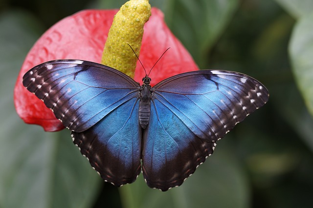  Arti  Kupu  kupu  Berwarna Biru Mendatangimu Pertanda Apa