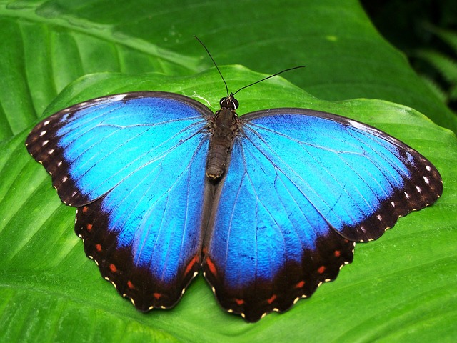  Arti  Kupu  kupu  Berwarna Biru  Mendatangimu Pertanda Apa