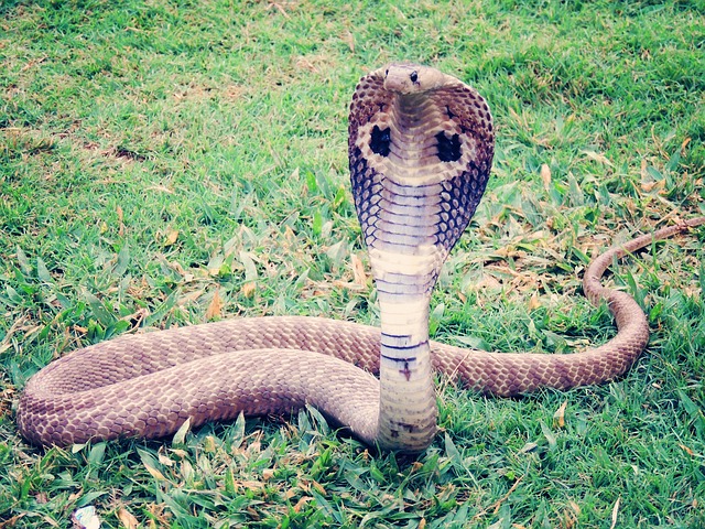 ular berbisa king kobra